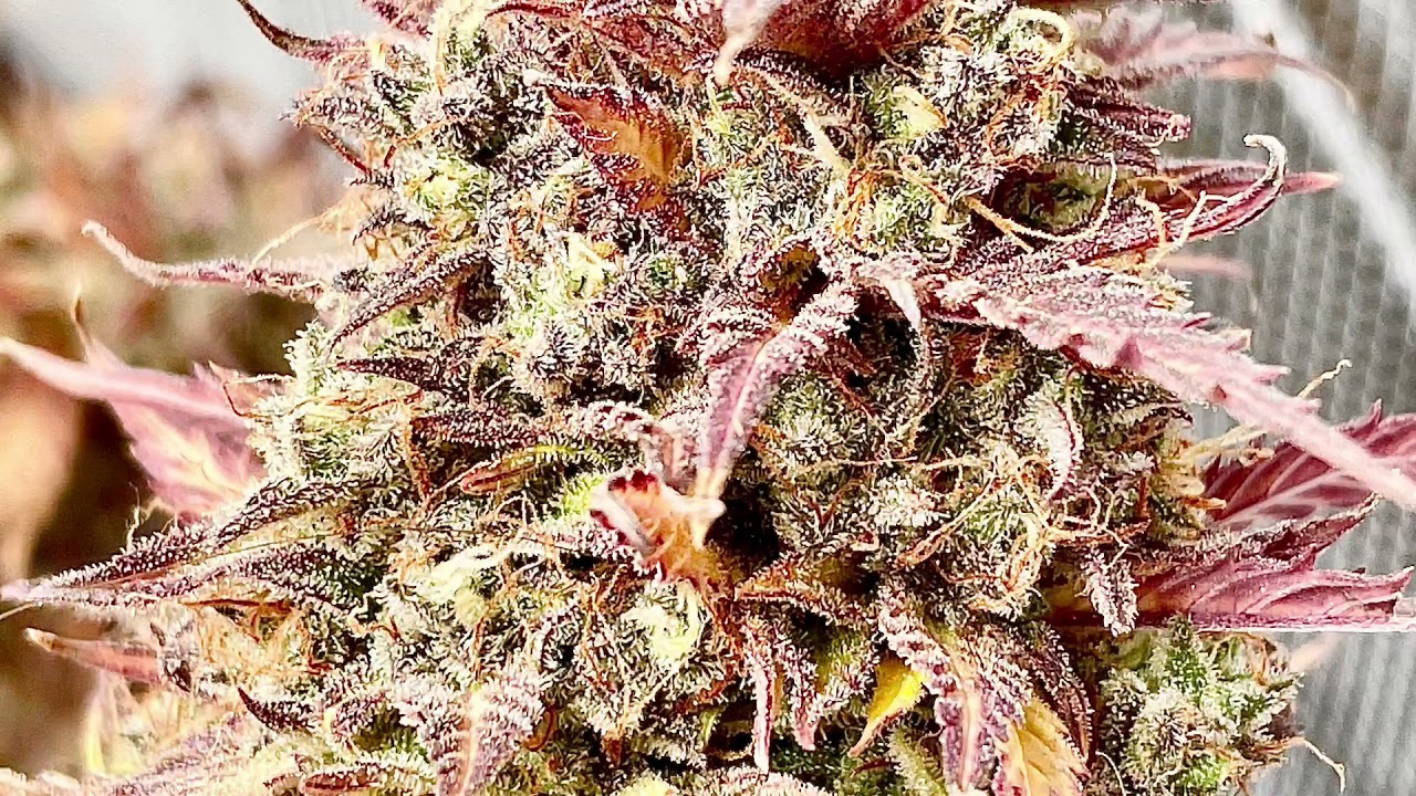 Fat Banana Auto (RQS) Vampidrut (cannagram.pl)