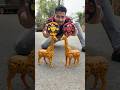 2 Ta Rc Giraffe Animal Unboxing &amp; Testing