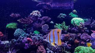 01-2017 Food Feeding Easy Reefs Masstick