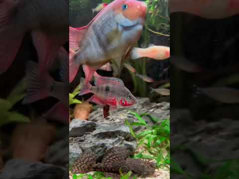 Chiclasoma meeki, firemouth chiclid🔥🔥🔥