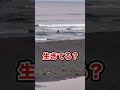 巨大クジラを砂浜で発見