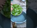 #food# fact #plants# farming# agriculture# amazing#trending technology# ytshorts# video
