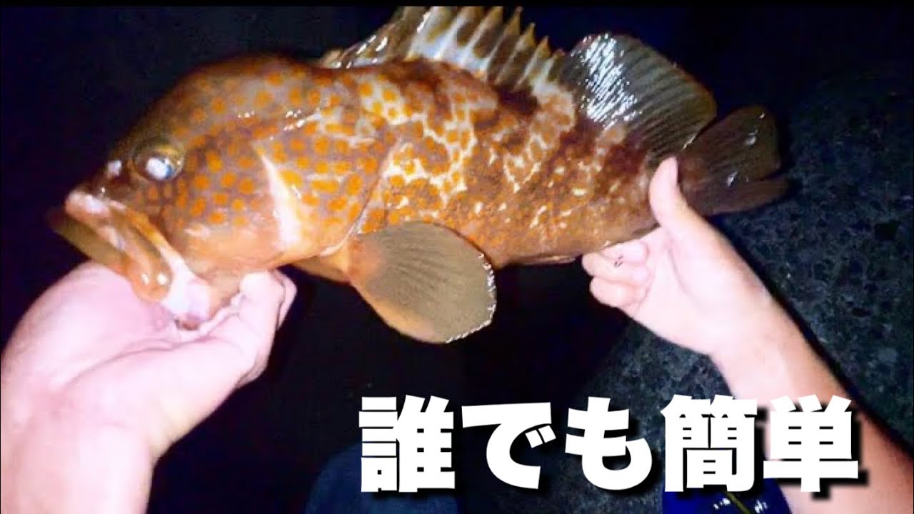 幻の高級魚アコウ「キジハタ」の最も簡単な釣り方が判明しました。