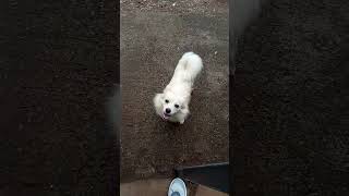 Would you show me love by liking this video #foryou #anyoneforyou #petlover #