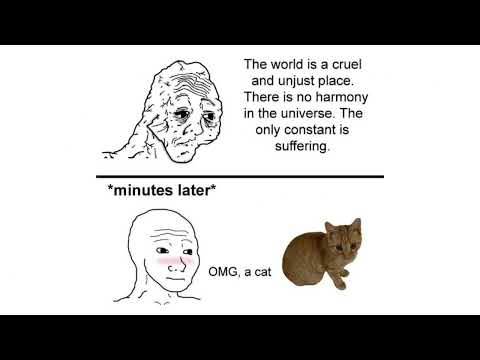 omg a cat