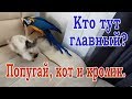 Говорящий попугай Ара Рома,  котенок сфинкс и декоративный кролик. Попытка их ближе познакомить