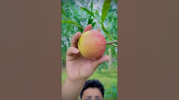 Light a fire with an apple and a broken lighter🔥 #bushcraft #lifehacks #camping #outdoors