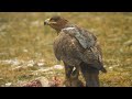 steppe eagle - aquila nipalensis orientalis - ველის არწივი