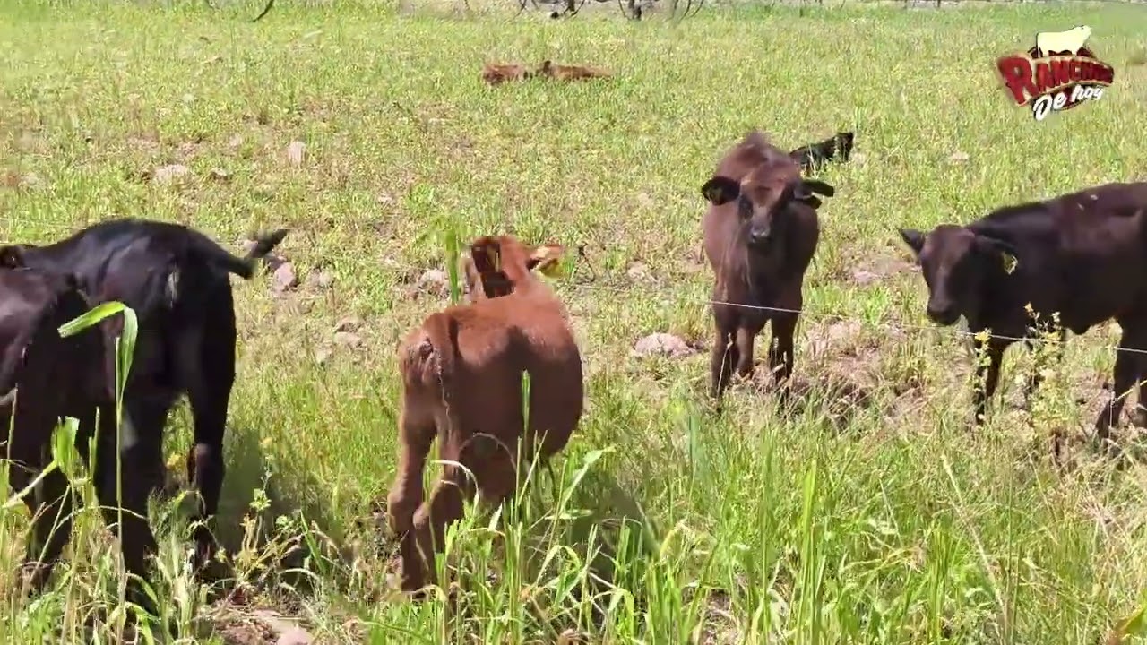 Brangus Rancho Casa Blanca con Polo Rocha y Ranchos de Hoy desde Chihuahua