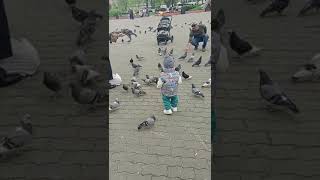 #ребенок опять гоняет голубей