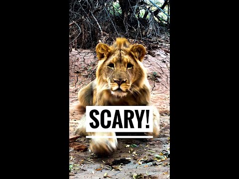 He got me!🦁