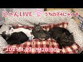 にゃんLIVE★20:00からです♪【うちの子４にゃんず】