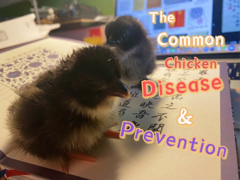 【Eng Sub】鸡常见疾病治疗及预防 The Common chicken disease and prevention