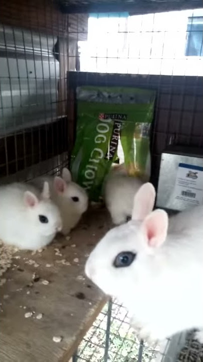 Michelle's Dwarf Hotot Baby Rabbits 5 wks old 12-12-15