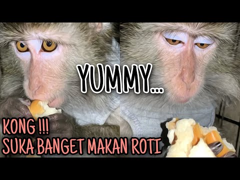 Video: Berapa harga monyet bizz?