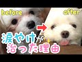 【涙やけ解決】愛犬の涙やけでお悩みの方必見！愛犬マルチーズナナの涙やけが治った理由・我が家の涙やけの治し方　Why your pet's tears and injuries have healed