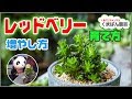 多肉植物・レッドベリーの増やし方・育て方【くまパン園芸】