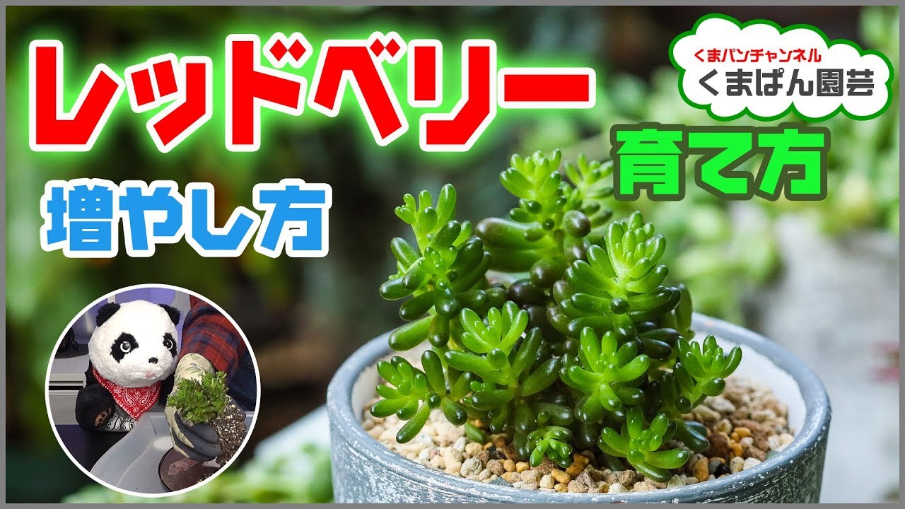 How To Grow And Increase The Succulents Sedum Rubrotinctum Redberry Youtube