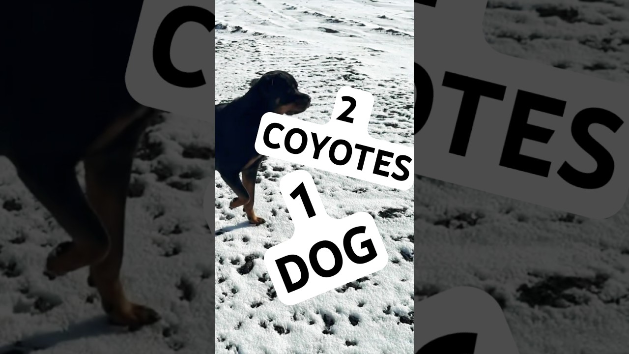 РОТВЕЙЛЕР ПРОТИВ 2 КОЙОТОВ