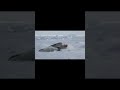 Voices of baby harp seal / アザラシの赤ちゃん鳴き声集