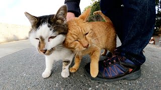 甘えん坊の茶トラ猫とキジシロ猫をダブルでモフる