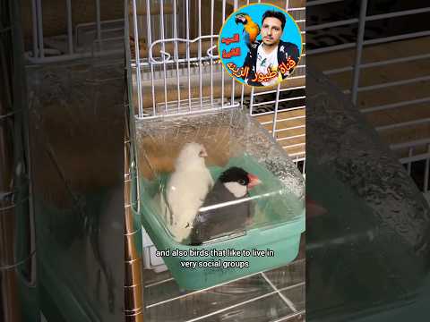معلومات عامه عن عصافير الجاوا فينش 