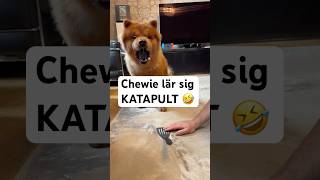 Chewie lär sig KATAPULT 🤣🐶 #hund #tricks