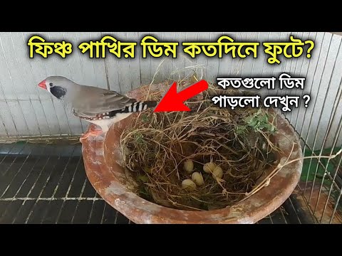 ভিডিও: যখন ফিঞ্চদের বাচ্চা হয়?