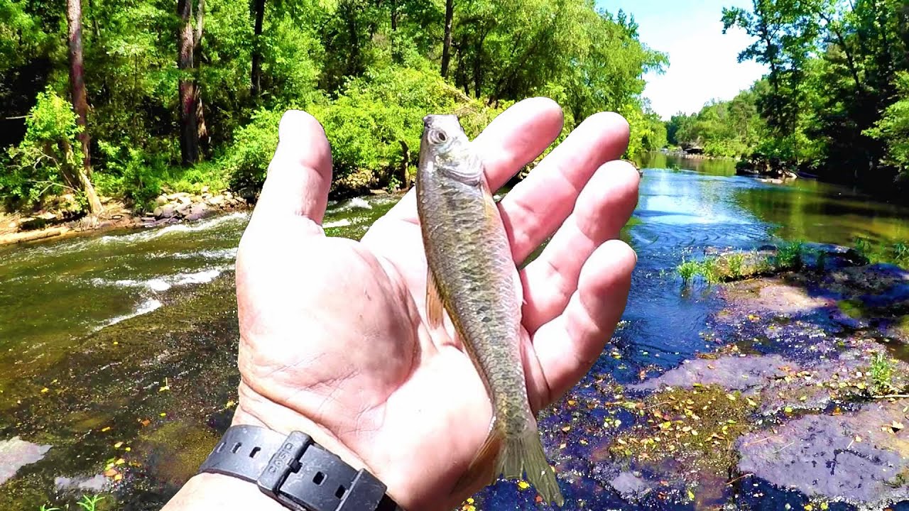Creek Fishing With The Natural Swimbait (CRAZY FISH BATTLES!)