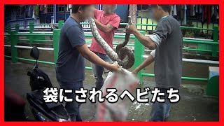 ファッションのために生きたまま頭に釘を打ち込まれるヘビたち【蛇革/エキゾチックスキン】