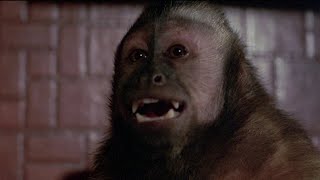 ELLA the monkey 'You Slime You Filth'