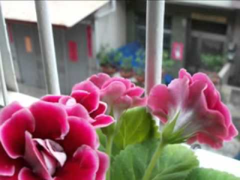 Video: Wachsende Gloxinia Am Schönsten