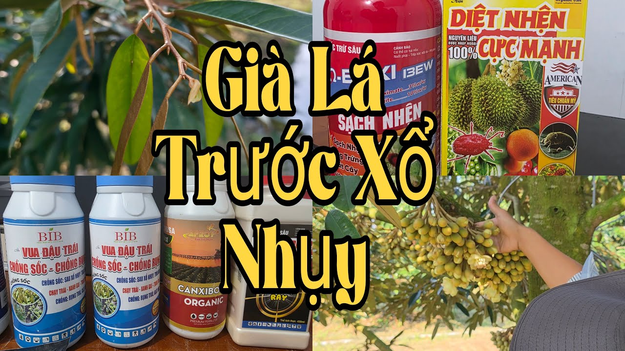 Phun Mở Lá Nhanh Quản Lý Cháy Lá Trước Xổ Nhụy Lá Xanh Dày. PHUN ĐẬU TRÁI CHO SẦU RIÊNG XỔ NHỤY