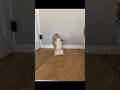 ボス猫に勝ちたい子猫がとった行動が… #子猫 #shorts #ブリティッシュショートヘア