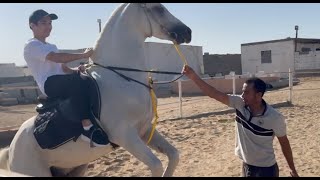 رحلة الخيول - المرحلة المتوسطة 🐎🎬