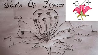 How to draw longitudinal section of flower||Labelled diagram step by step