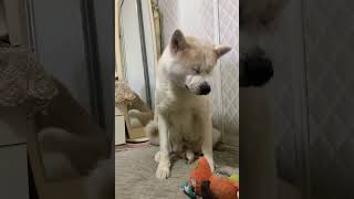 秋田犬沉侵式打喷嚏