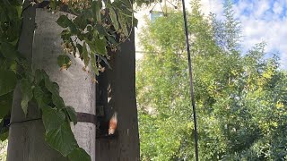 Urgent la stupi nu mai rezist