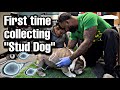 Teaching First Timer How To Collect From Male Dog Teaching First Timer How To Collect From Male Dog