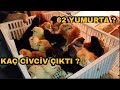 Kuluçka Makinesinden Civciv Çıkımı 62 Yumurtadan Kaç Civciv Çıktı ?? Paçalı Civcivler ?? #Civciv