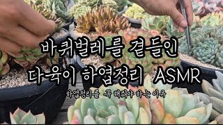 날이 습하니 바퀴벌레가.. 다육이 하엽정리를 자주 해줘야하는 이유가.. (#ASMR#다육식물#좋아요#succulent )