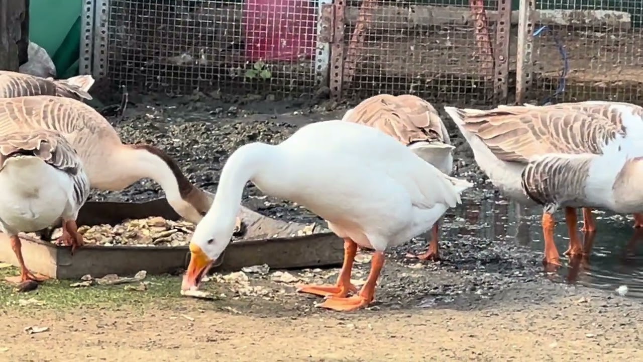 #viralvideo #viral #khwajagaribnawaz #travel #khwajafakruddinchishti #batak 