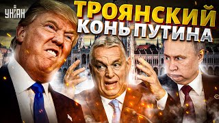 Громкая ОТСТАВКА в Венгрии! Орбан должен УЙТИ: дружка Путина ГОНЯТ В ШЕЮ. Будапешт ВЗОРВАЛСЯ бунтами