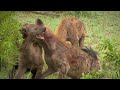 Hyena rips off another hyenas ear   warning graphic not for sensitive viewers