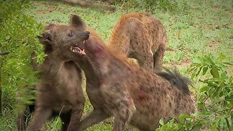 Hyena rips off another hyena