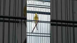 Kenari Rasa Lovebird Dan Jalak Suren