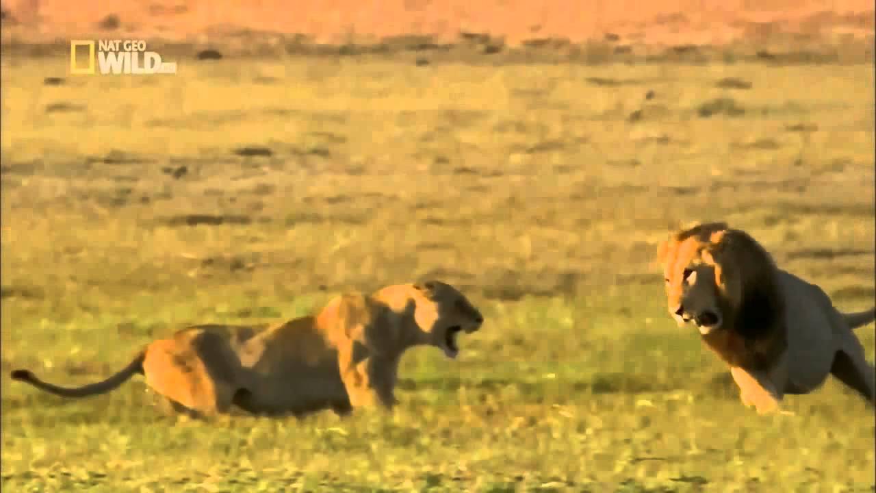 Голодный Лев бросается на антилопу. Руссо голодный Лев бросается на антилопу. Львица защищает львенка видео. Лев голод