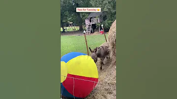 Big Ball Meets Big Hay Donkey Happy Joy Pets Petsoftiktok 