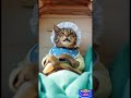 😹👶✨ POV: Cute Baby Cat and a Girl #glamourmodel #FunnyAnimals #AnimalVideos #funnycat #kittenlove