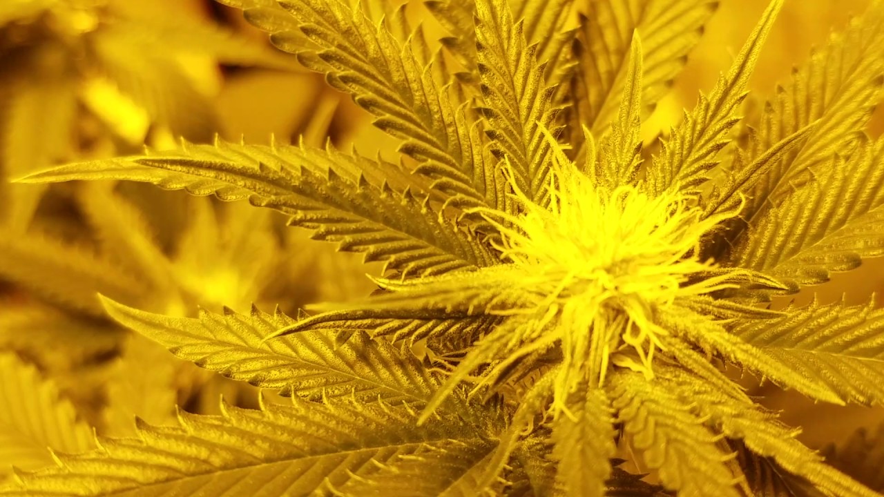 Day 16 flower-SUNSET SHERBET